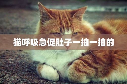 貓呼吸急促肚子一抽一抽的