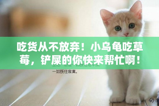 吃貨從不放棄！小烏龜吃草莓，鏟屎的你快來幫忙啊！ 
