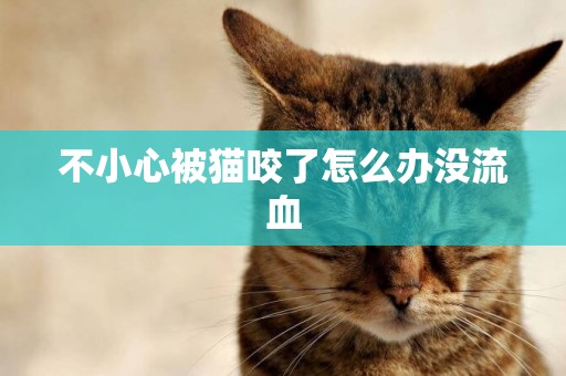 不小心被貓咬了怎么辦沒流血