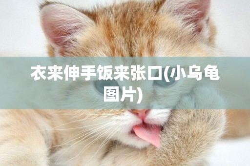 衣來伸手飯來張口(小烏龜圖片) 