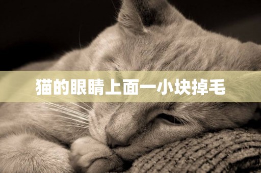 貓的眼睛上面一小塊掉毛