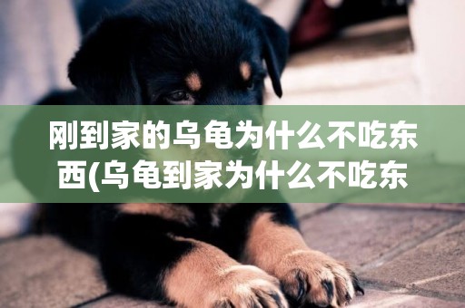 剛到家的烏龜為什么不吃東西(烏龜到家為什么不吃東西) 