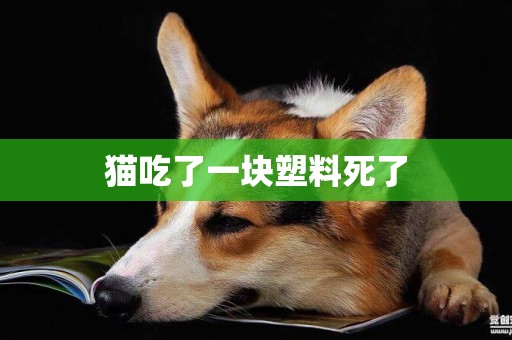 貓吃了一塊塑料死了