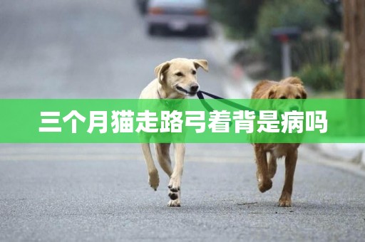 三個月貓走路弓著背是病嗎