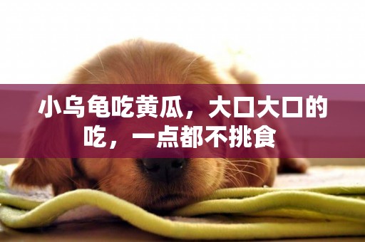 小烏龜吃黃瓜，大口大口的吃，一點都不挑食 
