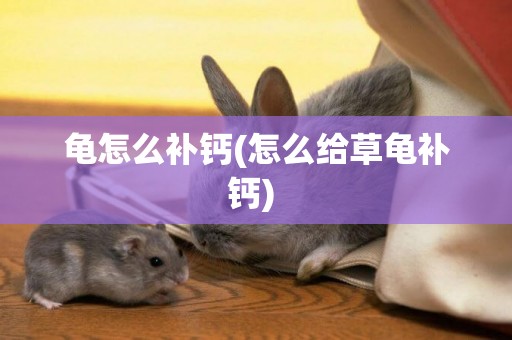 龜怎么補鈣(怎么給草龜補鈣) 
