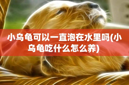 小烏龜可以一直泡在水里嗎(小烏龜吃什么怎么養) 