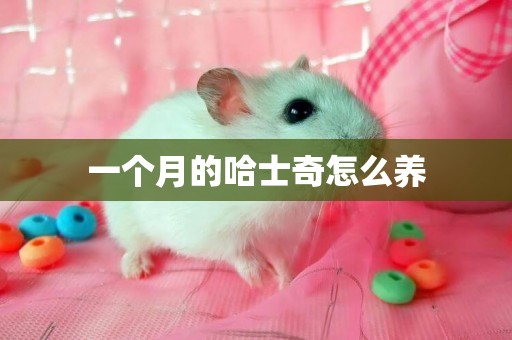 一個月的哈士奇怎么養