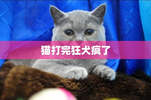 貓打完狂犬瘋了