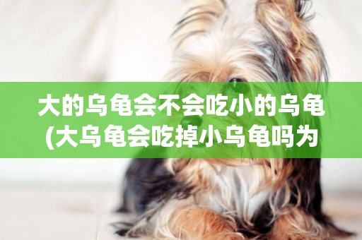 大的烏龜會不會吃小的烏龜(大烏龜會吃掉小烏龜嗎為什么) 