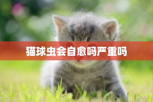 貓球蟲會自愈嗎嚴重嗎