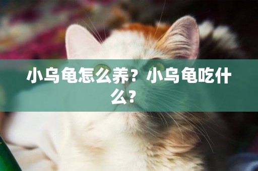 小烏龜怎么養？小烏龜吃什么？ 