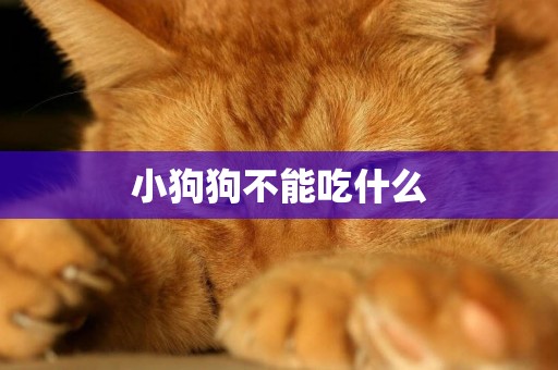 小狗狗不能吃什么