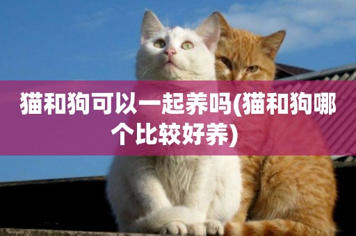 貓和狗可以一起養嗎(貓和狗哪個比較好養) 