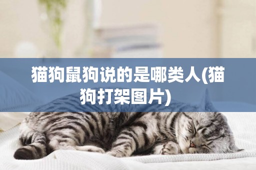 貓狗鼠狗說的是哪類人(貓狗打架圖片) 
