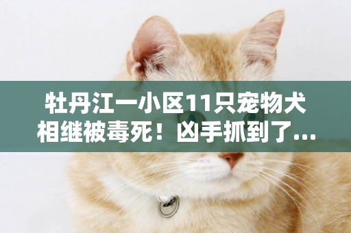 牡丹江一小區11只寵物犬相繼被毒死！兇手抓到了…… 