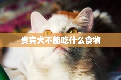 貴賓犬不能吃什么食物