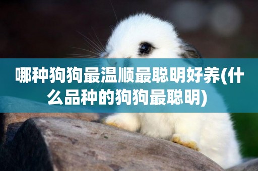 哪種狗狗最溫順最聰明好養(什么品種的狗狗最聰明) 