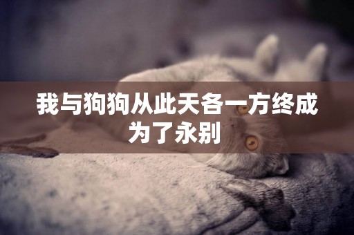 我與狗狗從此天各一方終成為了永別 