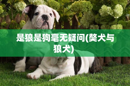 是狼是狗毫無疑問(獒犬與狼犬) 