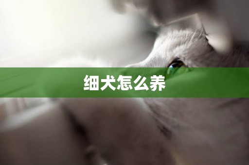 細犬怎么養