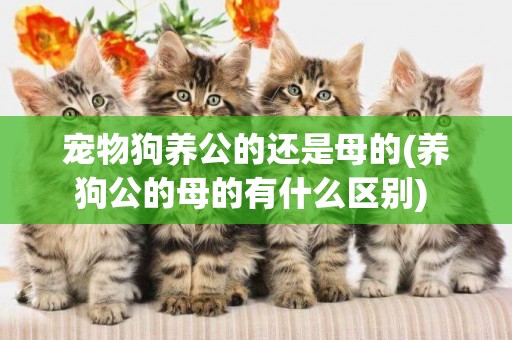 寵物狗養公的還是母的(養狗公的母的有什么區別) 
