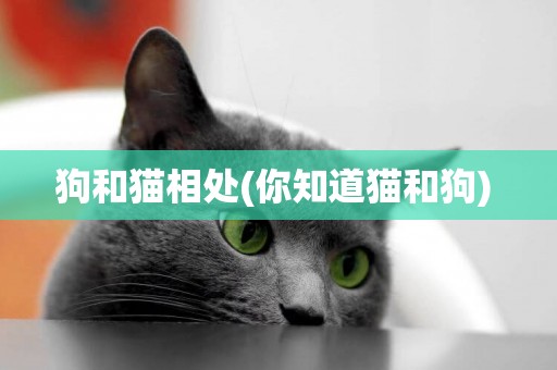 狗和貓相處(你知道貓和狗) 
