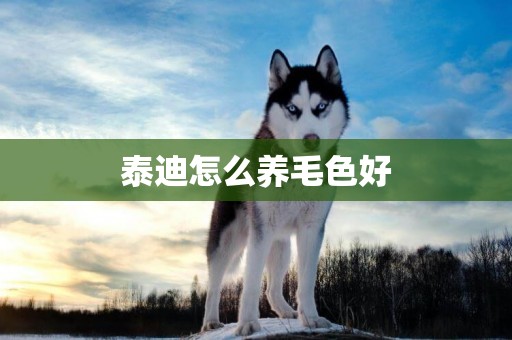 泰迪怎么養毛色好