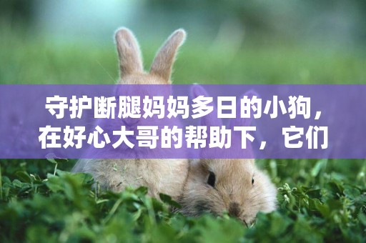 守護斷腿媽媽多日的小狗，在好心大哥的幫助下，它們終于迎來曙光 