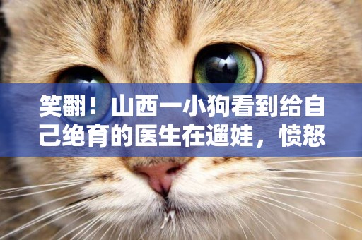 笑翻！山西一小狗看到給自己絕育的醫生在遛娃，憤怒沖他狂吠不止 