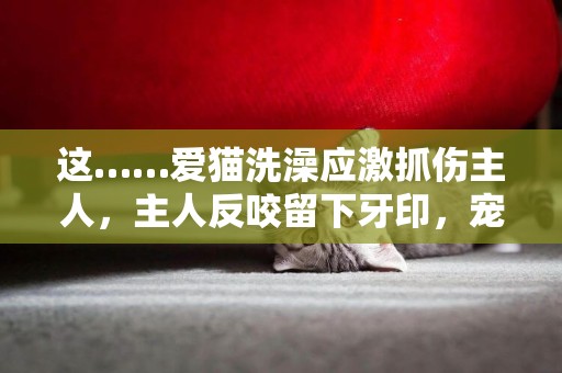 這……愛貓洗澡應激抓傷主人，主人反咬留下牙印，寵物醫生發出提醒 