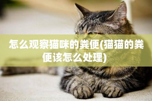 怎么觀察貓咪的糞便(貓貓的糞便該怎么處理) 