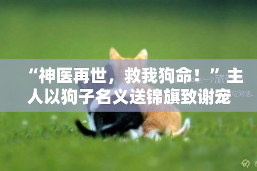 “神醫再世，救我狗命！”主人以狗子名義送錦旗致謝寵物醫生 
