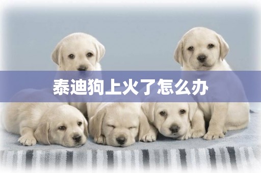 泰迪狗上火了怎么辦