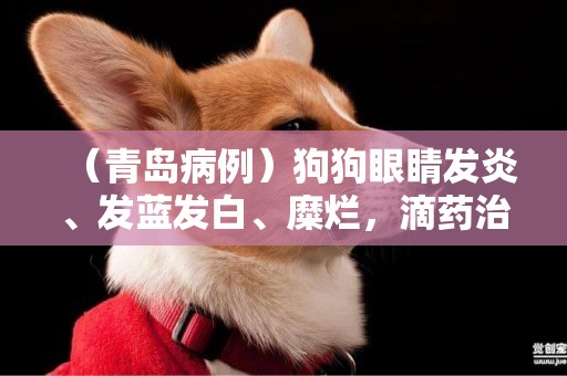 （青島病例）狗狗眼睛發炎、發藍發白、糜爛，滴藥治療痊愈 