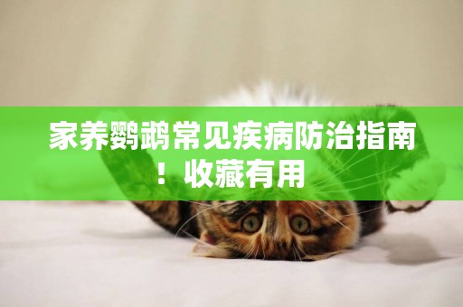 家養鸚鵡常見疾病防治指南！收藏有用 