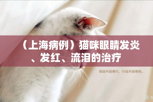 （上海病例）貓咪眼睛發炎、發紅、流淚的治療 