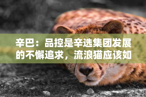 辛巴：品控是辛選集團發展的不懈追求，流浪貓應該如何保護？ 