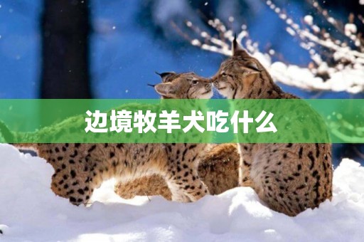 邊境牧羊犬吃什么