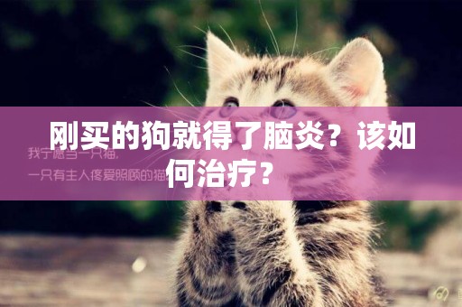 剛買的狗就得了腦炎？該如何治療？ 