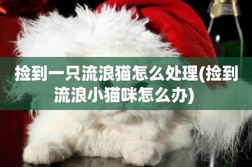 撿到一只流浪貓怎么處理(撿到流浪小貓咪怎么辦) 