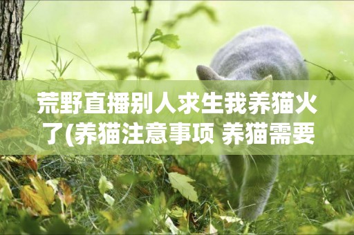 荒野直播別人求生我養貓火了(養貓注意事項 養貓需要注意和準備什么) 