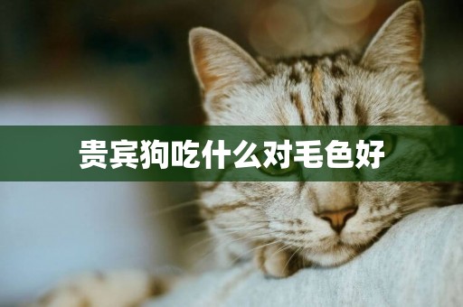 貴賓狗吃什么對毛色好