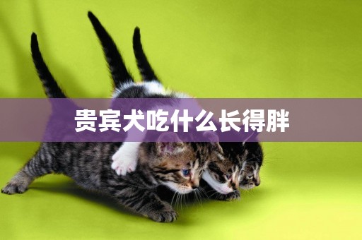 貴賓犬吃什么長得胖