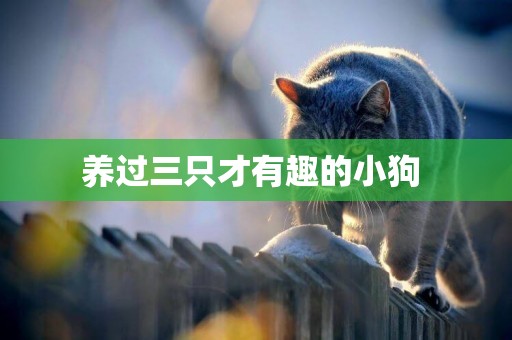 養過三只才有趣的小狗 