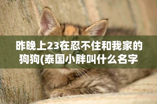昨晚上23在忍不住和我家的狗狗(泰國小胖叫什么名字) 
