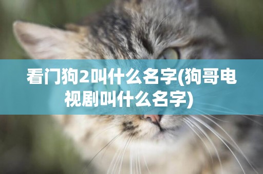 看門狗2叫什么名字(狗哥電視劇叫什么名字) 