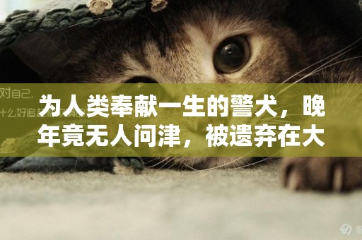 為人類奉獻一生的警犬，晚年竟無人問津，被遺棄在大街睡垃圾堆 