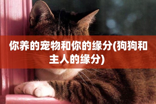你養的寵物和你的緣分(狗狗和主人的緣分) 