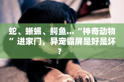 蛇、蜥蜴、鱷魚...“神奇動物”進家門，異寵霸屏是好是壞？ 